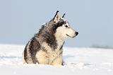 SIBERIAN HUSKY 226